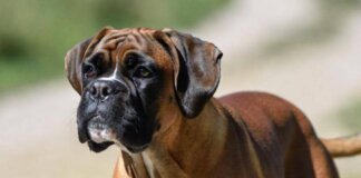 Cani e problemi respiratori, le 12 razze a rischio dal pechinese al boxer