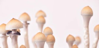 Fungo allucinogeno contro la depressione resistente, trattamento al via in Italia