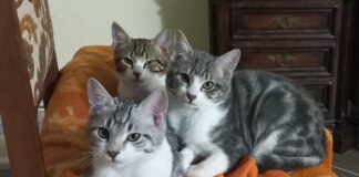 Sostegno per la cura degli animali di affezione per gli over 65 dalla Regione Toscana