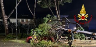 Grosso pino si abbatte sulle auto in sosta a Grosseto