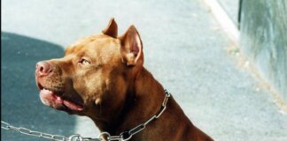 Pitbull azzanna una donna, il veterinario Coccìa: “La razza non c’entra, dipende dal padrone”