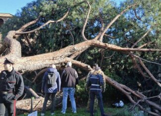 Roma, l’agronomo: “Pini dei Fori Imperiali crollati per anzianità, piogge e danni a radici”