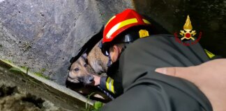 Cane incastrato in un tubo salvato dai vigili del fuoco a Sesto Fiorentino