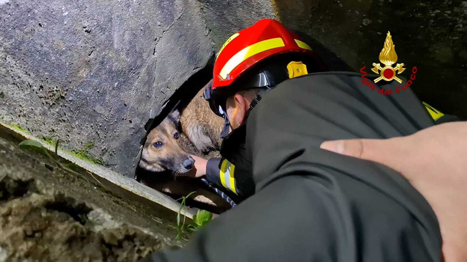 Cane incastrato in un tubo salvato dai vigili del fuoco a Sesto Fiorentino