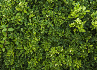 Colture a prova di alluvione: da Pisa la ricerca per l’agricoltura del futuro piante