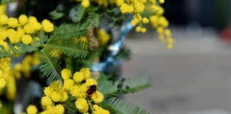 8 marzo, l’Abc della mimosa: perché si regala, dove nasce e come conservarla
