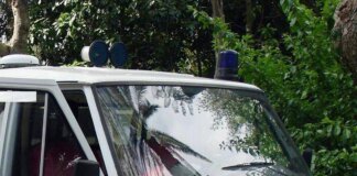 Colpito da un ramo mentre taglia albero, morto 48enne nel Bresciano