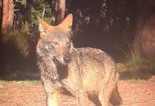 Non solo greggi, è questione di sicurezza pubblica: l’appello di Confcooperative sulla convivenza con il lupo Lupi San Rossore