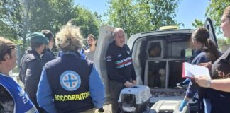 Sequestrato a Castelfranco di Sotto un allevamento di barboncini lager: salvato 100 animali