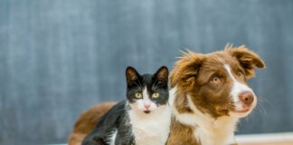 Caldo estremo e animali: il Comune di Siena pubblica il vademecum per tutelare cani e gatti