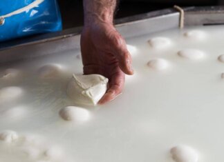 Consorzio di tutela della mozzarella di bufala campana Dop, allarme aumento costi per crisi Iran, possibili rialzi dei listini