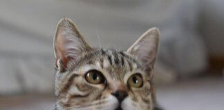 Dà fuoco a un gatto e lo cucina, orrore a La Spezia