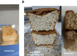 Dal Cnr prototipo di pane di frumento senza glutine, prima volta al mondo