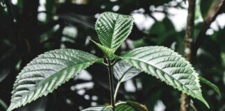 Droghe, esplode l’uso di kratom negli Usa: segnalazioni cresciute di 65 volte in un decennio