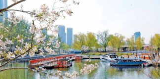 From Old Channel to New Garden: How Chaoyang’s “Sakura River” is Dazzling Spring