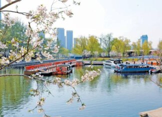 From Old Channel to New Garden: How Chaoyang’s “Sakura River” is Dazzling Spring
