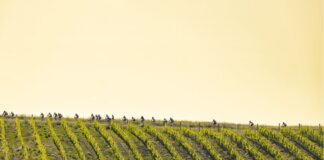 Il 31 maggio la decima edizione dell’Eroica di Montalcino: oltre un terzo viene dall’estero
