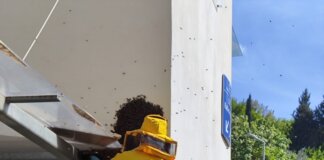 Un alveare da oltre 60mila api rimosso all’ospedale Santa Maria Annunziata