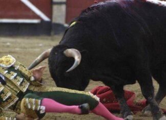 Il toro incorna e uccide il torero, lo choc in Spagna