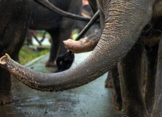 India, elefante dipinto di rosa muore 5 mesi dopo: gogna social per la fotografa russa