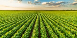 Ismea: “Ok ddl passo importante sui temi centrali come tracciabilità e trasparenza”