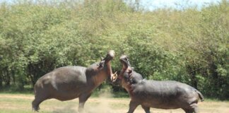 La Colombia abbatterà ‘gli ippopotami di Pablo Escobar’: il caso