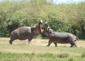 La Colombia abbatterà ‘gli ippopotami di Pablo Escobar’: il caso