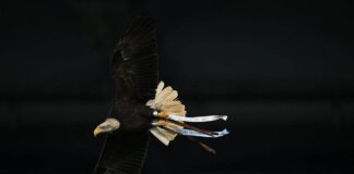 Lazio, Flaminia vola ma… sbaglia strada: atterraggio in Monte Mario