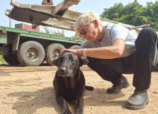 Libano, anche gli animali sotto le bombe: volontari pronti a sfidare gli attacchi per salvarli