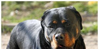 Lite tra ragazze per strada Porto Cesareo, 12enne azzannata da rottweiler a polpaccio
