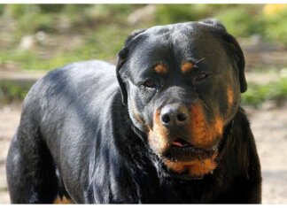Lite tra ragazze per strada Porto Cesareo, 12enne azzannata da rottweiler a polpaccio