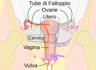 Mappato per la prima volta il clitoride: perché è un passo avanti per la salute riproduttiva