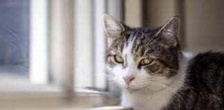 Microchip obbligatorio per cani e gatti, il Parlamento europeo ha dato l’ok definitivo