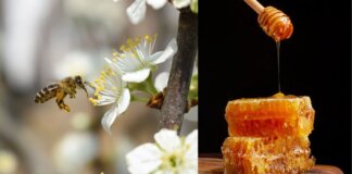 ‘Mielerie aperte’ in Toscana: il via a visite e degustazioni Mielerie Aperte