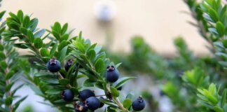 Mirto alleato della fertilità maschile, ‘protegge gli spermatozoi dai veleni delle plastiche’