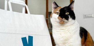 Pet day, su Deliveroo il migliore amico dell’uomo è il gatto, ordini doppi rispetto ai cani