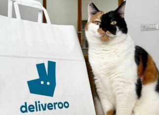 Pet day, su Deliveroo il migliore amico dell’uomo è il gatto, ordini doppi rispetto ai cani
