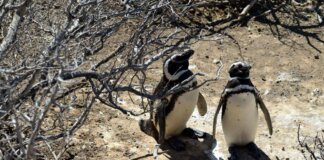 Pinguini sentinelle dell’ambiente in Patagonia, dotati di sensori rilevano inquinanti Pfas