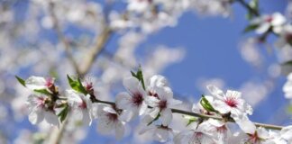 Ribaltone meteo, a Pasqua e Pasquetta arriva la primavera