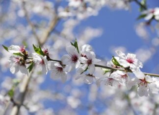 Ribaltone meteo, a Pasqua e Pasquetta arriva la primavera