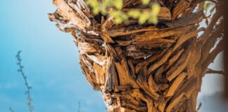 Rocca di Papa, nasce il Museo diffuso del bosco: arte contemporanea e natura protagoniste fino al 25 ottobre