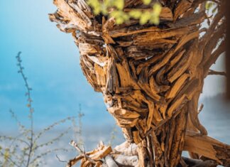 Rocca di Papa, nasce il Museo diffuso del bosco: arte contemporanea e natura protagoniste fino al 25 ottobre