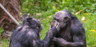 Scimpanzé in guerra, cuccioli strappati alle madri: il caso in Uganda