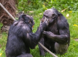 Scimpanzé in guerra, cuccioli strappati alle madri: il caso in Uganda