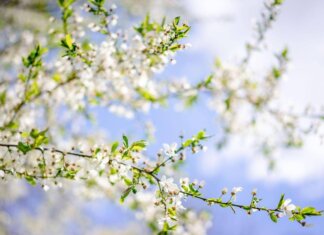 Sole e caldo con picchi estivi, ma non dura: il meteo dei prossimi giorni