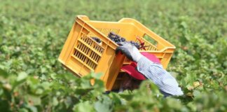 Tragedia nei campi, bracciante 29enne si impicca a Torretta Antonacci