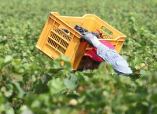 Tragedia nei campi, bracciante 29enne si impicca a Torretta Antonacci