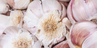 Verso il marchio Igp: a Montepulciano la spinta decisiva per l’Aglione della Valdichiana aglio