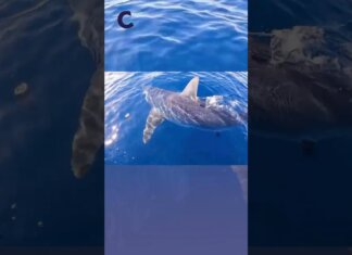 Isola del Giglio, squalo di 4 metri si avvicina alla barca: il video