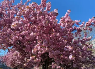 Toscana, per Pasqua torna il sole e salgono le temperature meteo per Pasqua